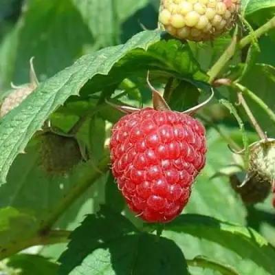 Малина КВЕЛЛИ в Жлобине