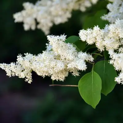 Сирень АМУРСКАЯ в Жлобине