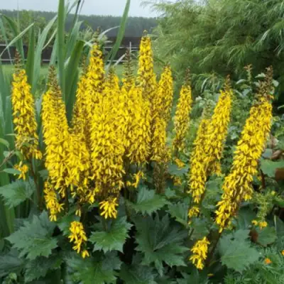 Бузульник ПРЖЕВАЛЬСКОГО в Жлобине