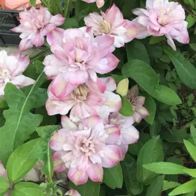 Клематис ИННОСЕНТ БЛАШ в Жлобине