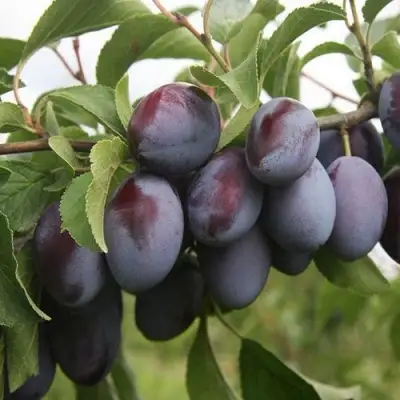 Слива РЕНКЛОД в Жлобине