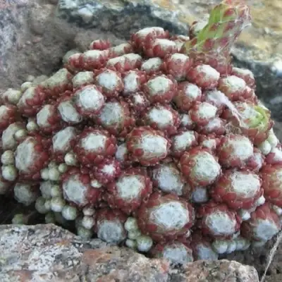 Молодило ГНАФАЛИУМ в Жлобине