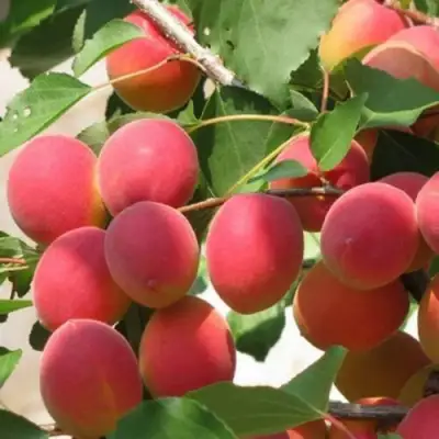 Абрикос РУБИН в Жлобине