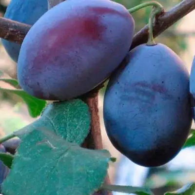 Слива СМОЛИНКА в Жлобине