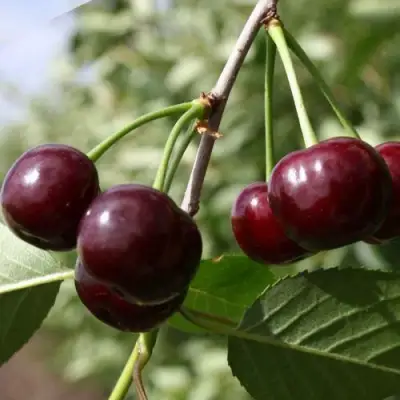 Вишня ЖАДАНА в Жлобине