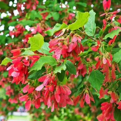 Клен татарский в Жлобине