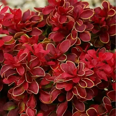 Барбарис РЕД ХОТ ЧИЛИ тунберга в Жлобине