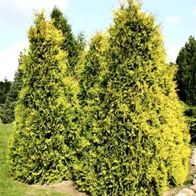 Туя САЛЛАНД западная в Жлобине