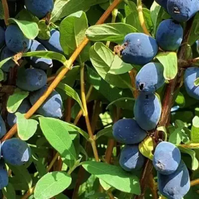 Жимолость съедобная КЛУБНИЧНАЯ СЕНСАЦИЯ в Жлобине