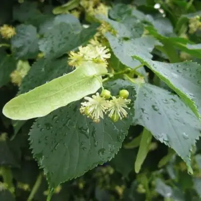 Липа мелколистная в Жлобине