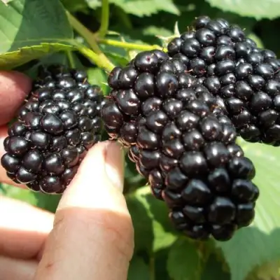 Ежевика НАТЧЕЗ бесшипная  в Жлобине