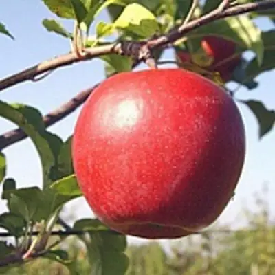 Яблоня ЛИГОЛ в Жлобине