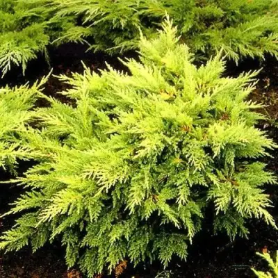 Можжевельник МОРДИГАН ГОЛД средний в Жлобине