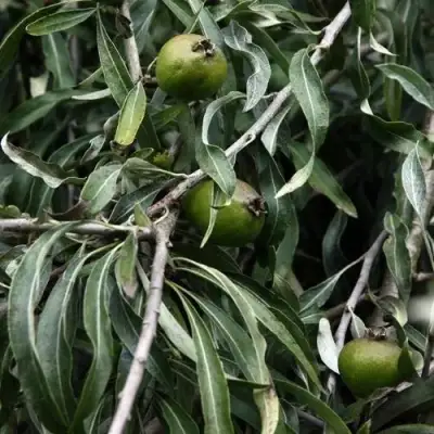 Груша ИВОЛИСТНАЯ в Жлобине