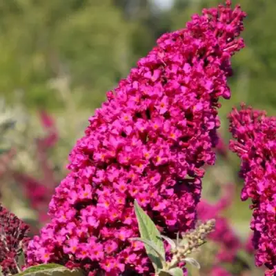 Буддлея давида РОЯЛ РЕД в Жлобине