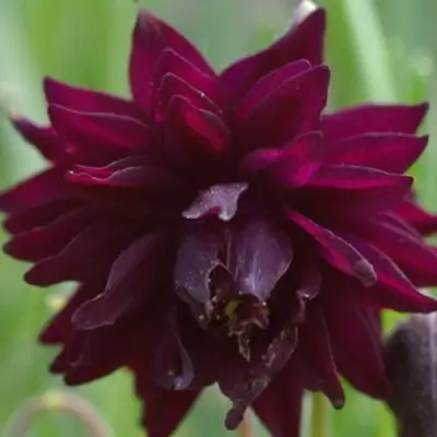 Аквилегия БАРЛОУ БОРДО обыкновенная в Жлобине