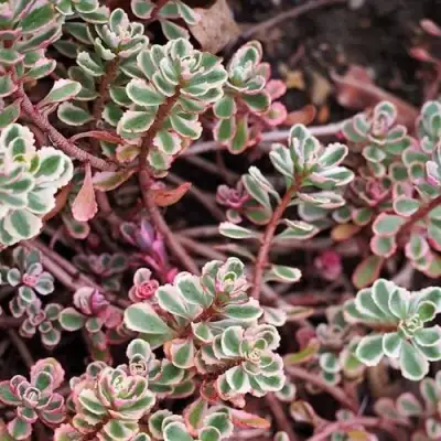 Очиток (седум) ТРИКОЛОР ложный в Жлобине