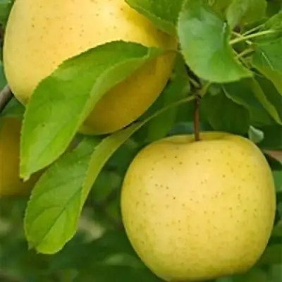 Яблоня АНАНАС в Жлобине