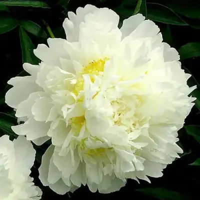 Пион ЗОЛОТОЙ ОРЕОЛ травянистый в Жлобине