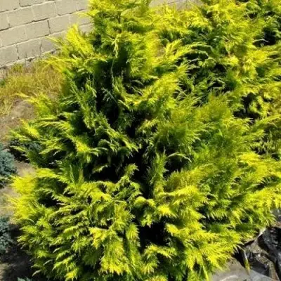 Кипарисовик ГОЛДЕН ВОНДЕР лавсона в Жлобине