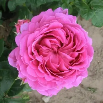 Роза АНУШКА чайно-гибридная в Жлобине