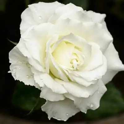 Роза МОНДИАЛЬ чайно-гибридная в Жлобине