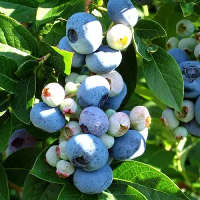 Голубика ВЕЙМУТ в Жлобине