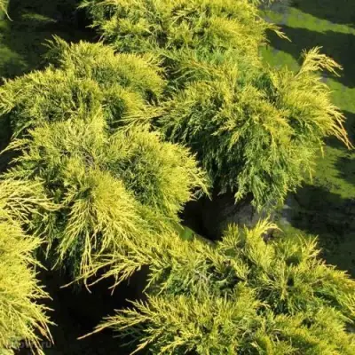 Можжевельник КИНГ ОФ СПРИНГ средний в Жлобине