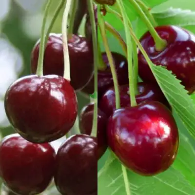 Комплект ВИШНЕВЫЙ ТАНДЕМ в Жлобине