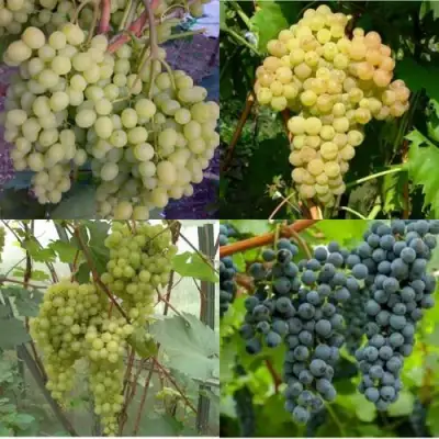 Комплект ВИНОГРАДНАЯ РАДУГА в Жлобине