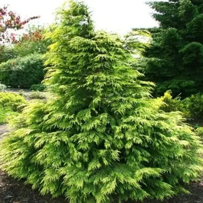 Кипарисовик САНКИСТ лавсона в Жлобине