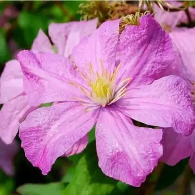 Клематис КОМТЕСС ДЕ БУШО в Жлобине