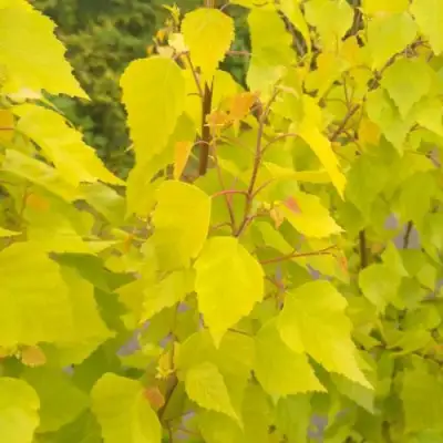Берёза ГОЛДЕН ОБЕЛИСК повислая  в Жлобине