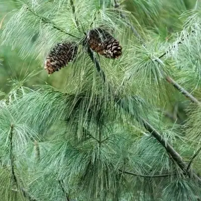 Сосна АРМАНДИ в Жлобине