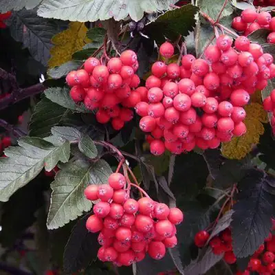 Рябина БОЯРЫШНИКОПЛОДНАЯ сладкоплодная в Жлобине