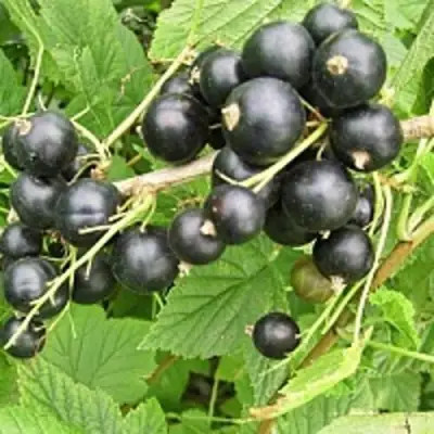 Смородина чёрная ЧЁРНЫЙ АИСТ в Жлобине