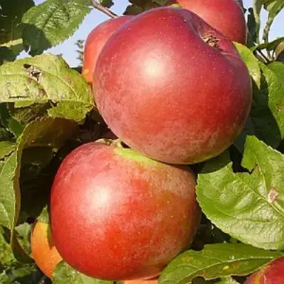 Яблоня АКСАМИТ в Жлобине