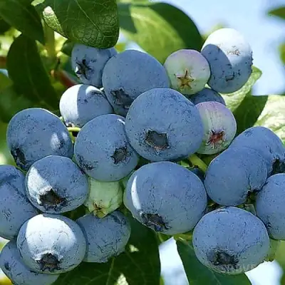 Голубика НУИ в Жлобине