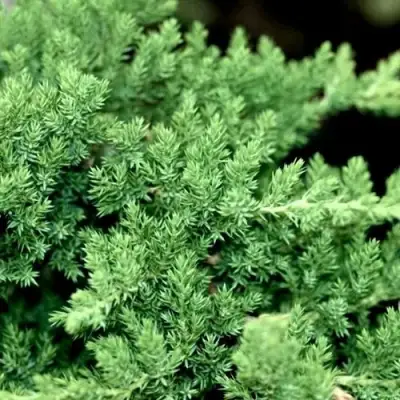 Можжевельник НАНА лежачий в Жлобине