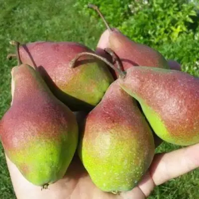 Груша ЯКОВЛЕВСКАЯ в Жлобине