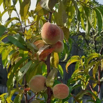 Персик ЕЛГАВСКИЙ в Жлобине