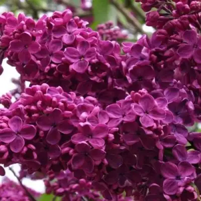 Сирень ЧАРЛЬЗ ДЖОЛИ в Жлобине