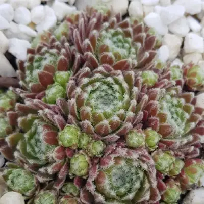 Молодило МОРКЕРС МЕРИТ в Жлобине