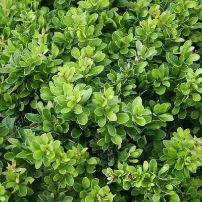 Барбарис КОБОЛЬД тунберга в Жлобине