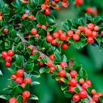 Кизильник горизонтальный в Жлобине