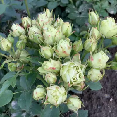 Роза ЛУВИАНА спрей в Жлобине