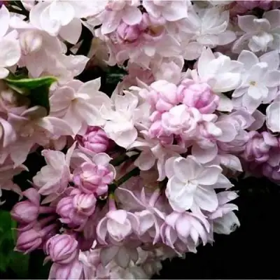 Сирень КРАСАВИЦА МОСКВЫ в Жлобине