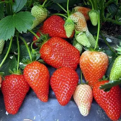 Клубника РОКСАНА в Жлобине