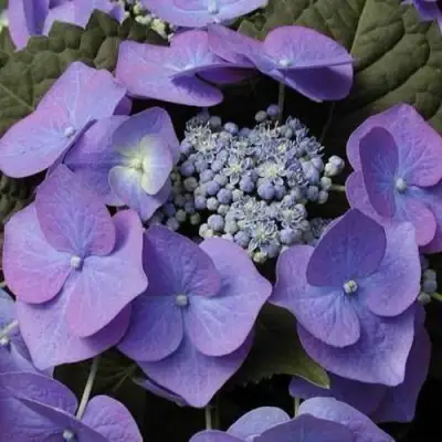 Гортензия БЛАУМАЙС (БЛАУМАЙЗЕ) крупнолистная в Жлобине