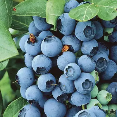 Голубика КОВИЛЛ в Жлобине